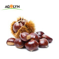 2019 Crop China Export Chinese Chestnut Seeds for sale